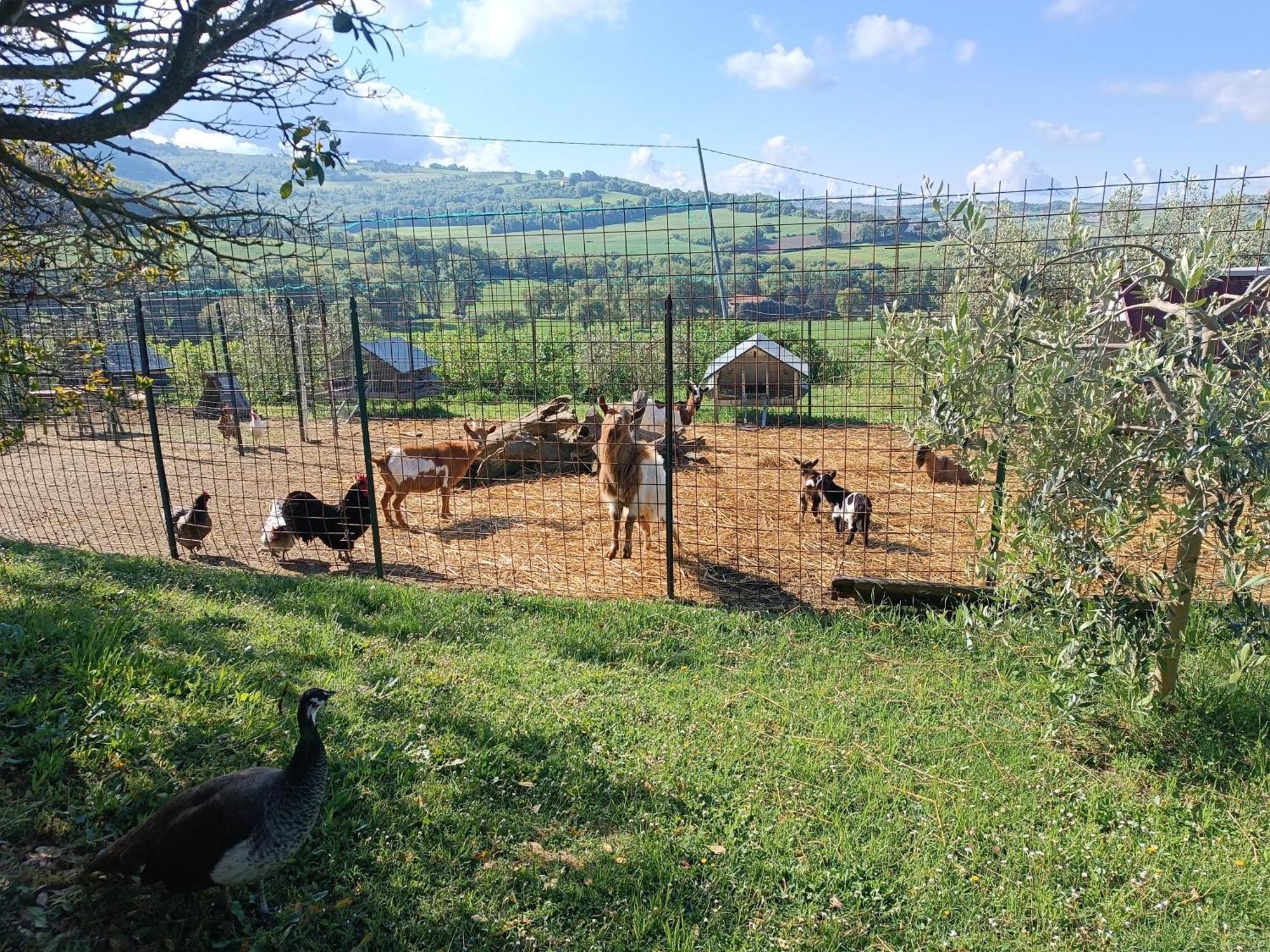 La Piccola Fattoria Todi
