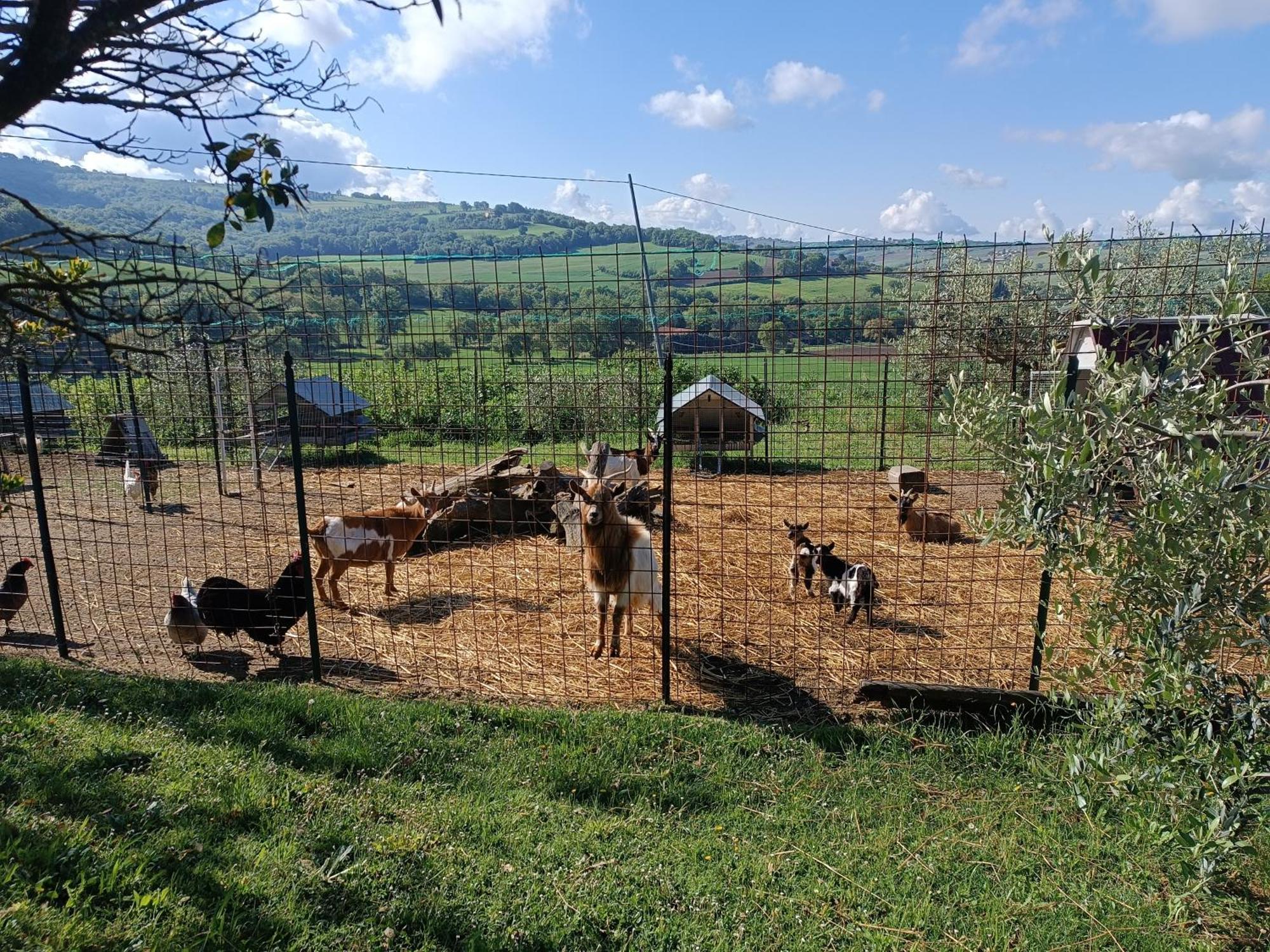 Holiday home La Piccola Fattoria